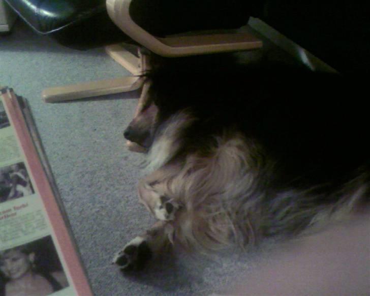 Blanding af racer Cato billede 7