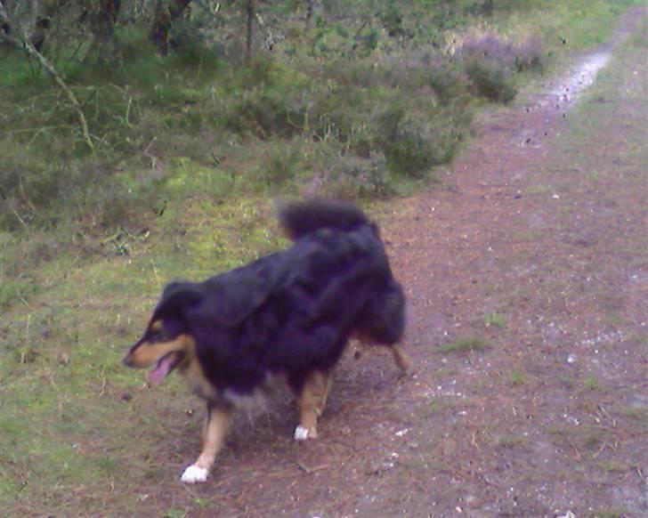 Blanding af racer Cato billede 8