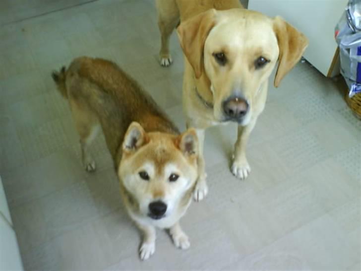 Labrador retriever Kvik - Velkommen til min profil :) (her er jeg sammen med min ven Fuji :D ) billede 1