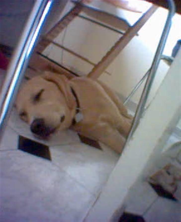 Labrador retriever Kvik - Det var da jeg næsten lige var kommet hjem :) billede 2