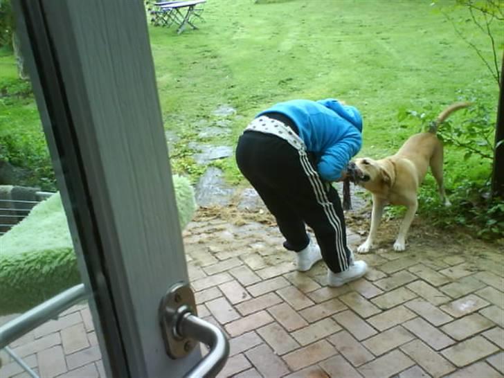 Labrador retriever Kvik - Her leger jeg med Julie :) billede 3
