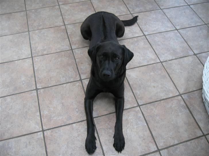 Blanding af racer Sif - Hej, jeg hedder Sif. Jeg søger stor hanhund til parring i maj 2008.  billede 1