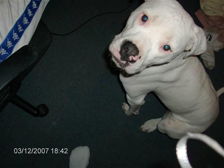 Amerikansk bulldog | Shadi | billede 14