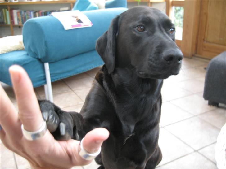 Blanding af racer Sif - High 5! billede 2