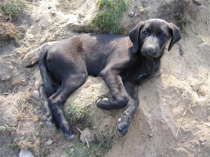 Blanding af racer Sif - Ca. 1 år gammel. billede 3