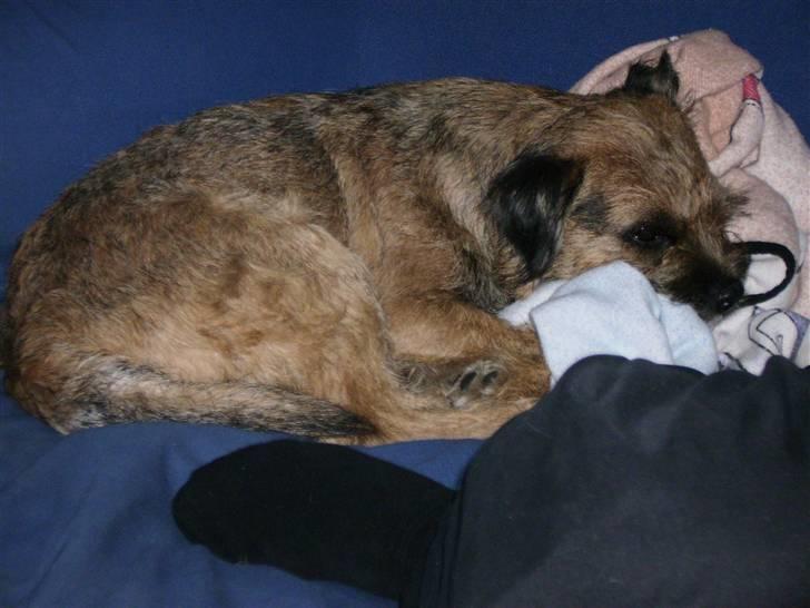 Border terrier Oscar aflivet 24 nov 08 billede 1