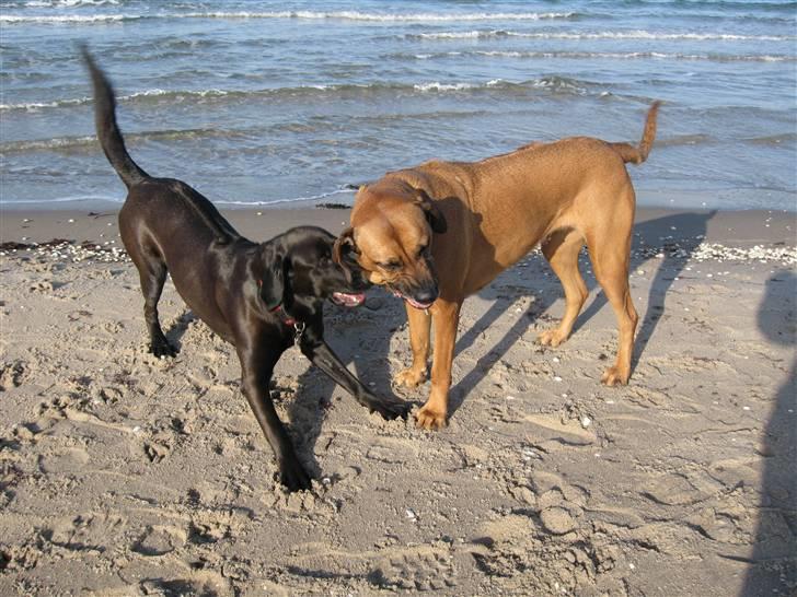 Blanding af racer Sif - Hornbæk feb. 08 m Zimba billede 4