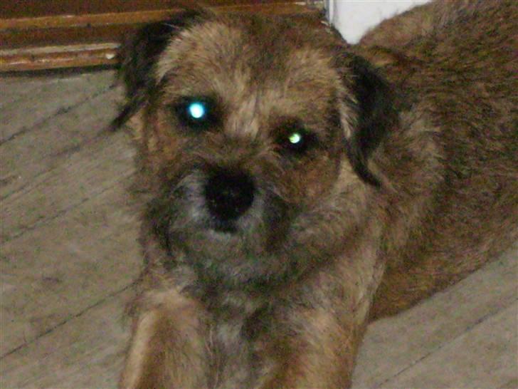 Border terrier Oscar aflivet 24 nov 08 billede 2