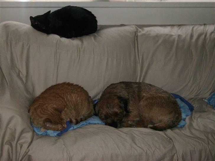 Border terrier Oscar aflivet 24 nov 08 - En lur med alle mine venner billede 3