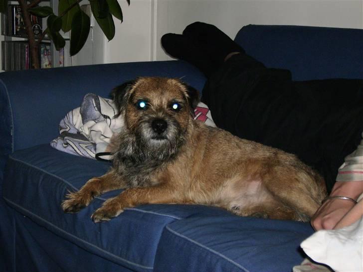 Border terrier Oscar aflivet 24 nov 08 - Er jeg ikk sød!!! billede 4