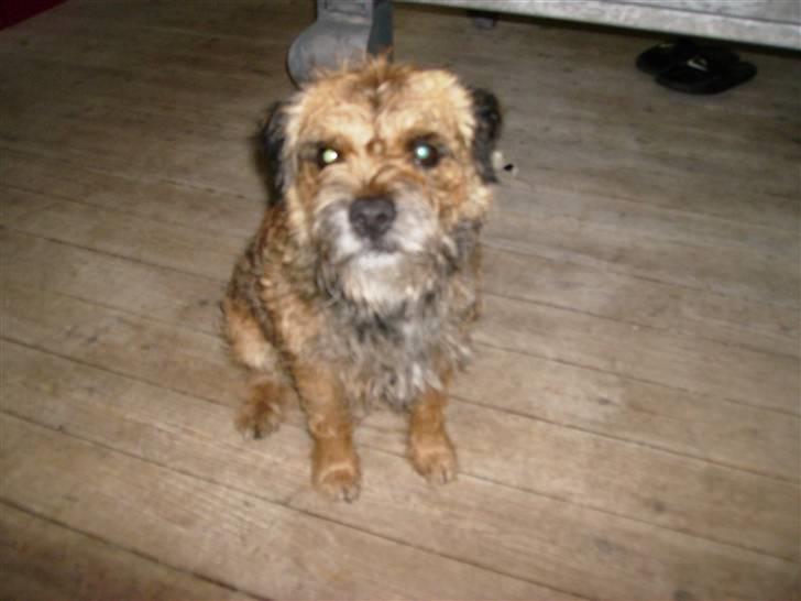 Border terrier Oscar aflivet 24 nov 08 billede 5
