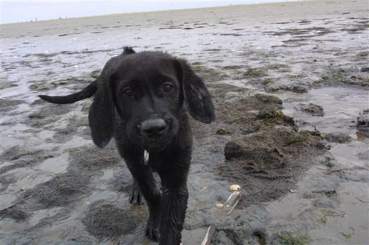 Blanding af racer Sif - 3 mdr. gammel 05 v. Vadehavet billede 5