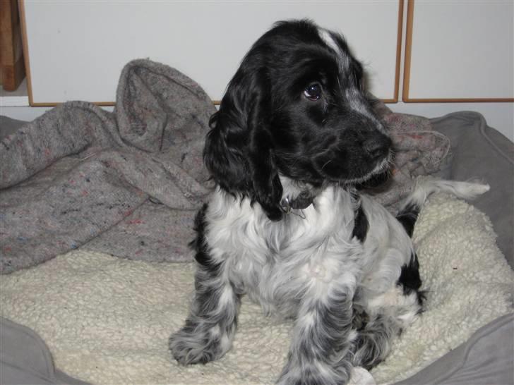 Cocker spaniel Moetly R.I.P billede 1