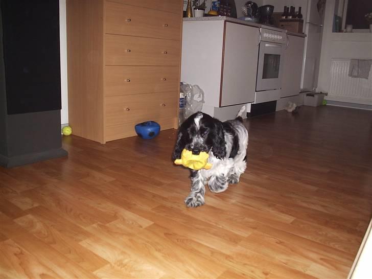 Cocker spaniel Moetly R.I.P billede 2