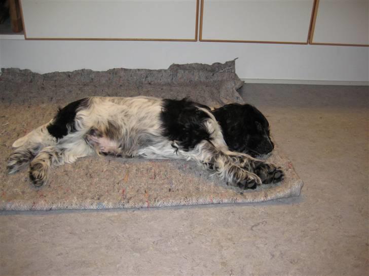 Cocker spaniel Moetly R.I.P billede 3