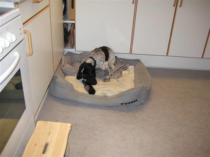 Cocker spaniel Moetly R.I.P billede 4