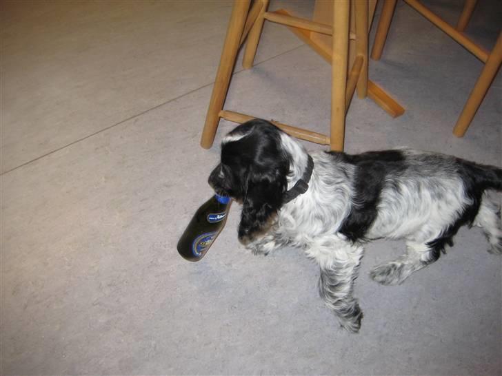 Cocker spaniel Moetly R.I.P billede 5