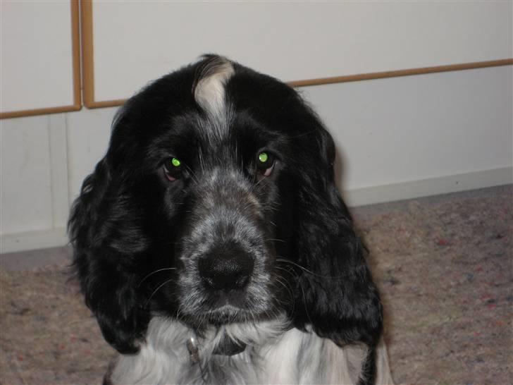 Cocker spaniel Moetly R.I.P billede 6