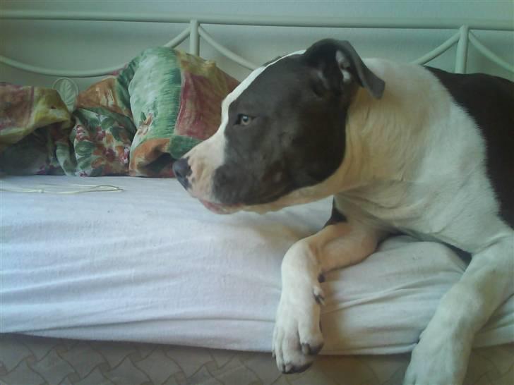 Amerikansk staffordshire terrier Tikki billede 17