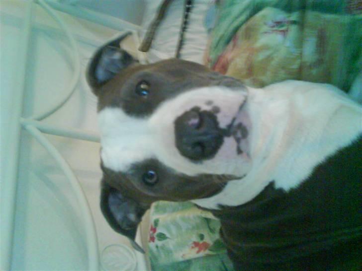 Amerikansk staffordshire terrier Tikki billede 18