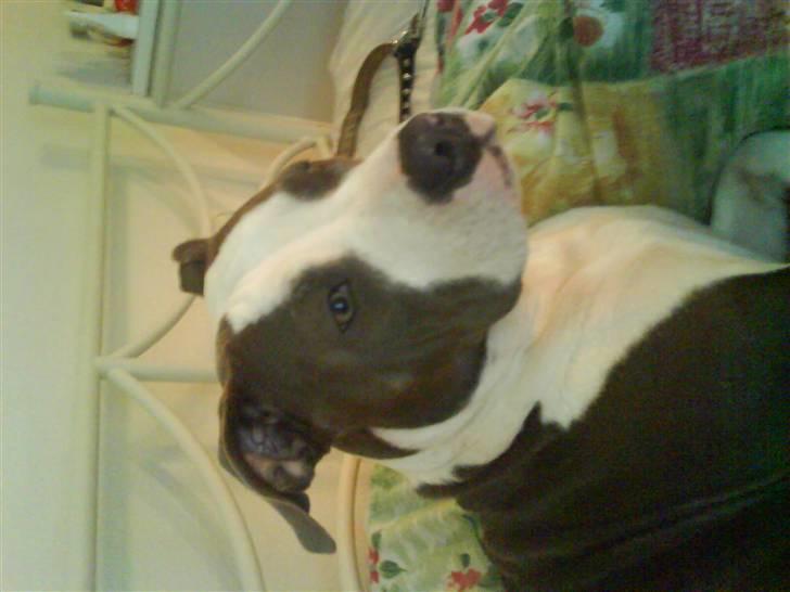 Amerikansk staffordshire terrier Tikki billede 19