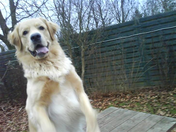 Golden retriever Bamse billede 15