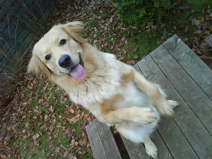 Golden retriever Bamse billede 16