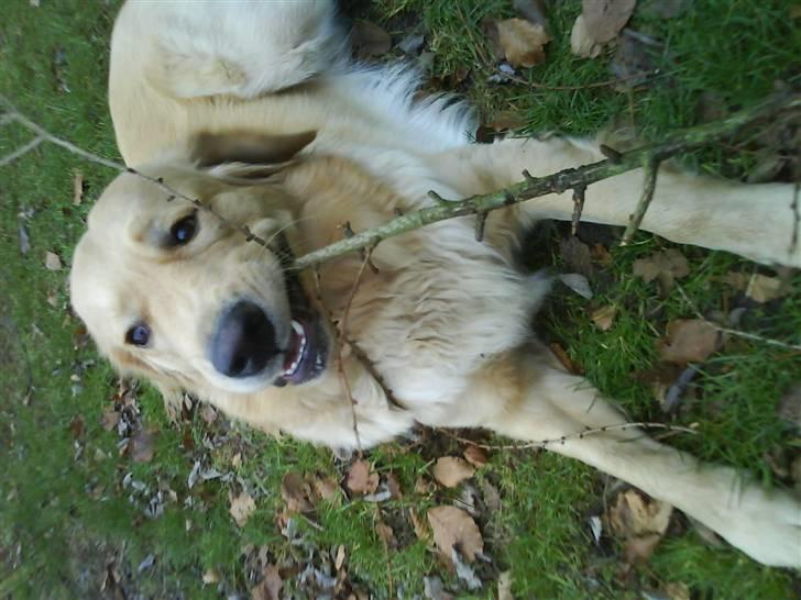 Golden retriever Bamse billede 17