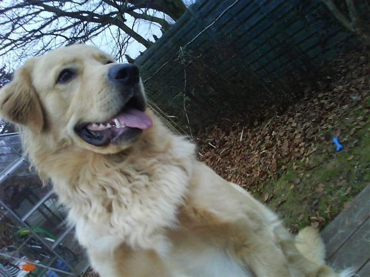Golden retriever Bamse billede 18