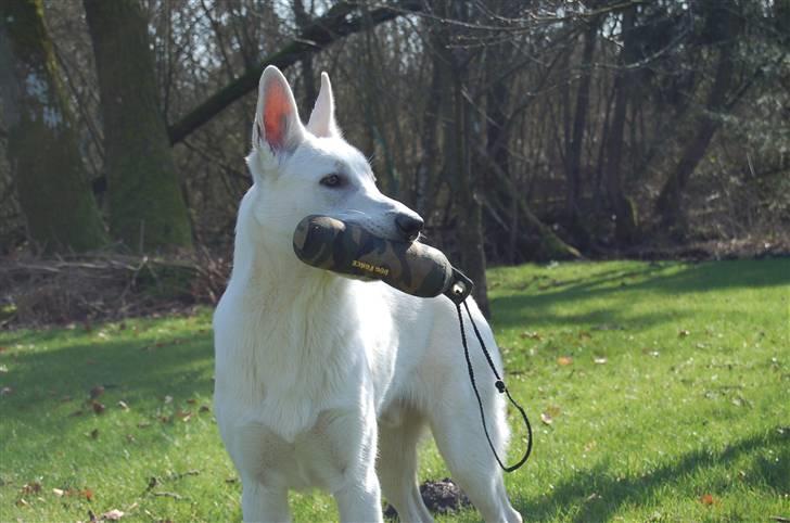 Hvid schæfer Egeborgs Money billede 14