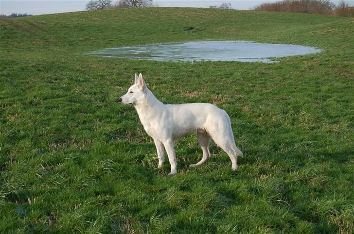 Hvid schæfer Egeborgs Money billede 15
