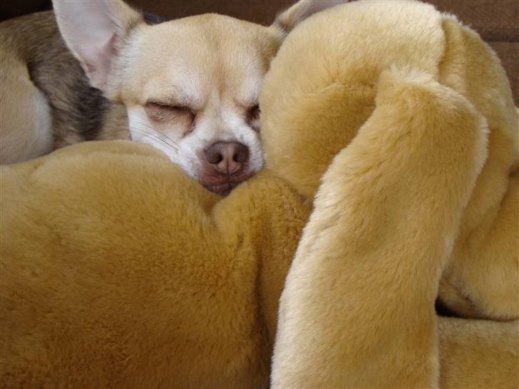 Chihuahua Bailey - Bailey sover på sin bamse billede 1