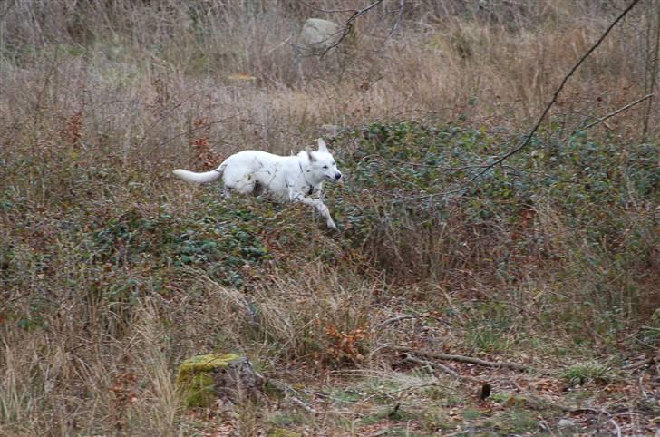 Hvid schæfer Egeborgs Money billede 16