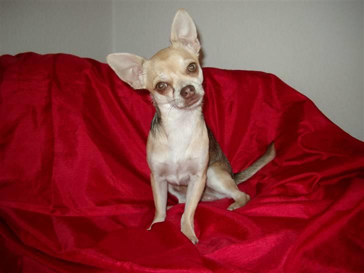 Chihuahua Bailey - Udstillingshunden billede 2