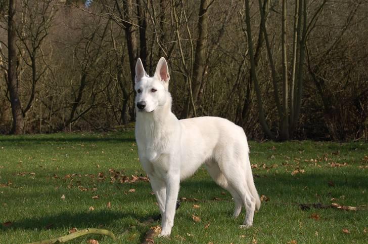 Hvid schæfer Egeborgs Money billede 17