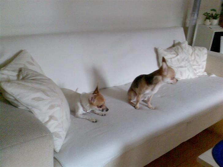 Chihuahua Bailey - Phoebe & Bailey billede 3