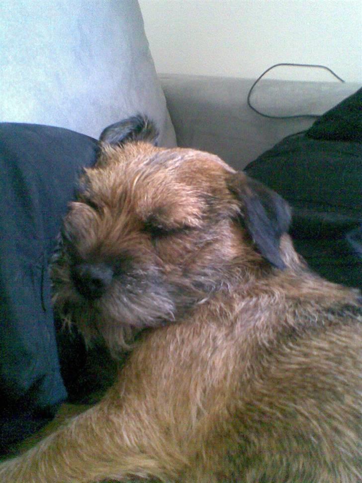 Border terrier Oscar aflivet 24 nov 08 - Det bedste jeg ved...putte i sofaen billede 6