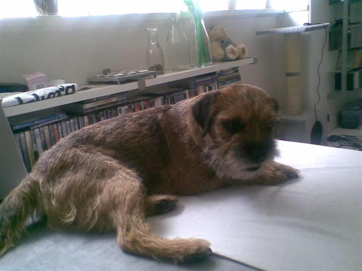 Border terrier Oscar aflivet 24 nov 08 billede 7