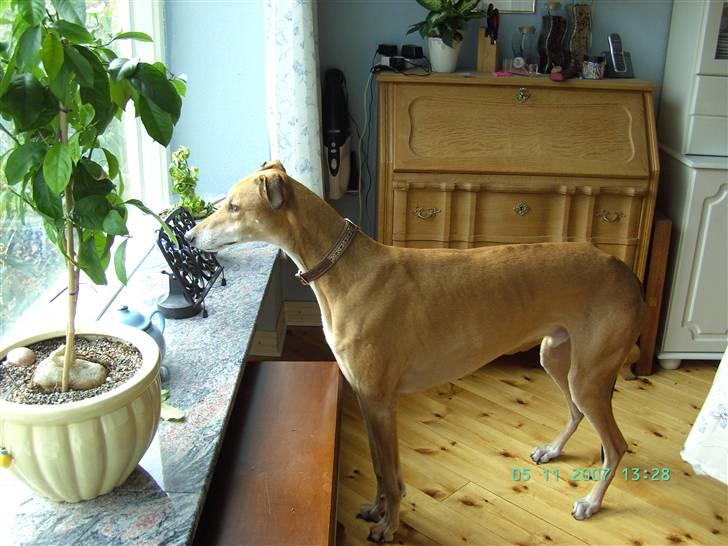 Greyhound Albert, død 2. aug. 2010  - Arbert kigger ud i haven billede 1