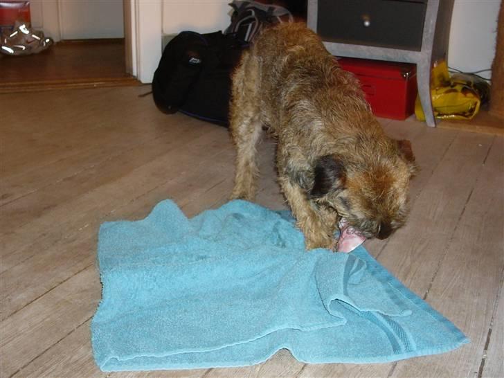 Border terrier Oscar aflivet 24 nov 08 - Kødben er slet ikk værst billede 8