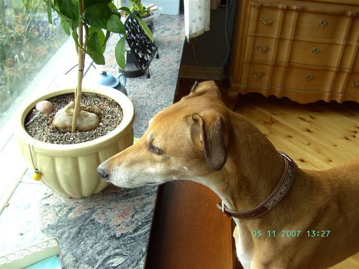 Greyhound Albert, død 2. aug. 2010  billede 2