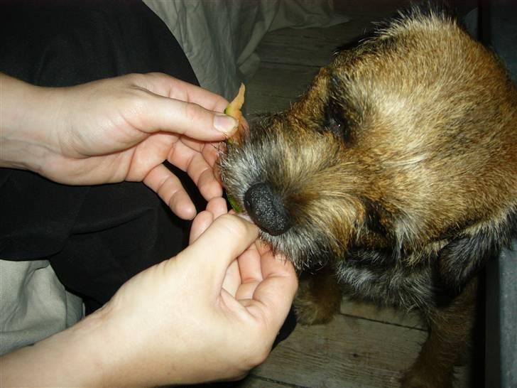 Border terrier Oscar aflivet 24 nov 08 - Jeg spiser alt....også melon billede 9