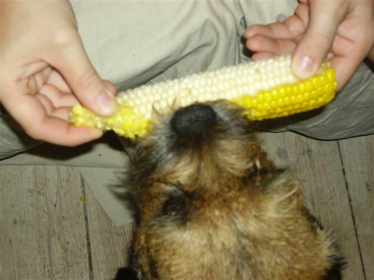 Border terrier Oscar aflivet 24 nov 08 - Majs er godt....bare mor gider holde billede 10