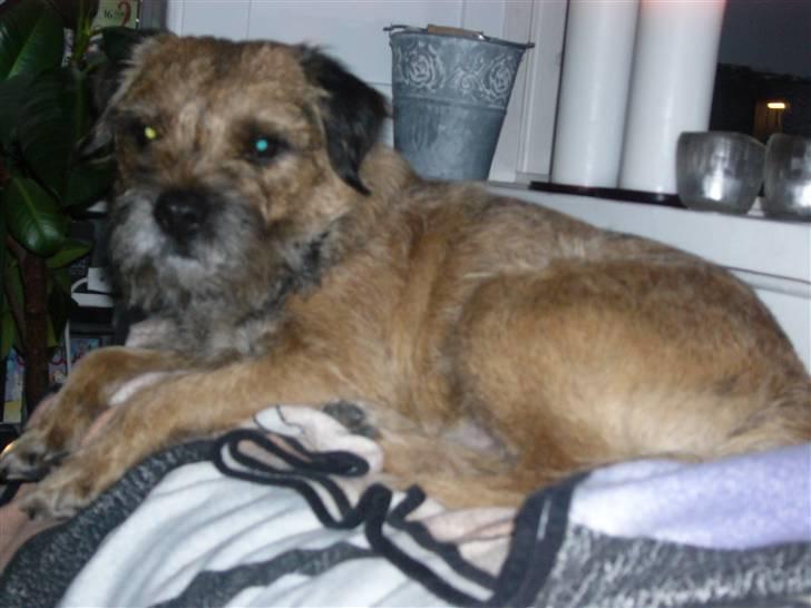 Border terrier Oscar aflivet 24 nov 08 billede 11