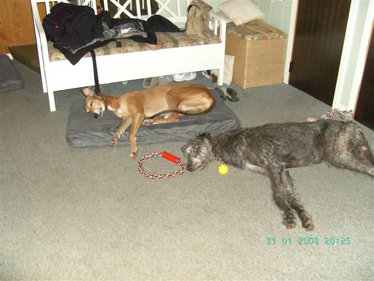 Greyhound Albert, død 2. aug. 2010  - Albert og Arnold(Skotsk Hjortehund) hviler sig billede 3