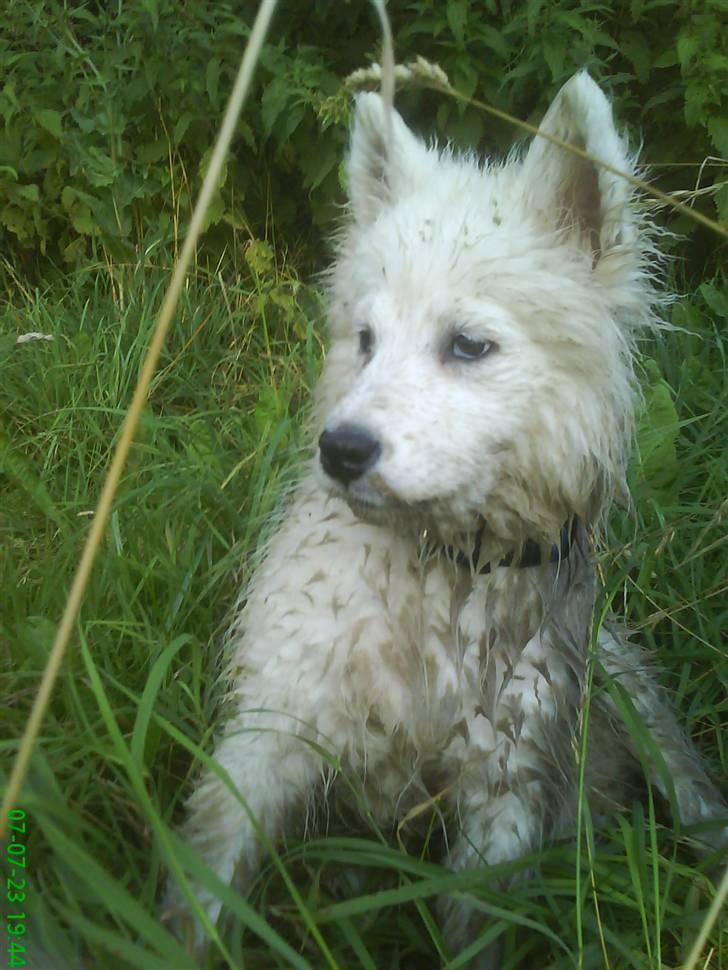 Samojedhund Kenai R:I:P - LIDT BESKIDT MEN DET KAN JO IKKE UNDGÅES billede 7