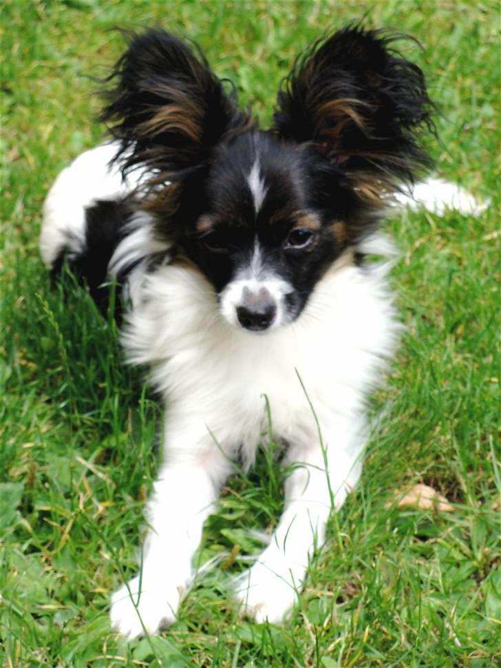 Papillon Valde - Valde i gården billede 1