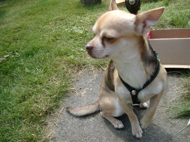 Chihuahua Bailey - Bailey i sommerhus billede 4