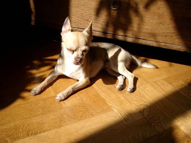 Chihuahua Bailey - Bailey elsker sol billede 5