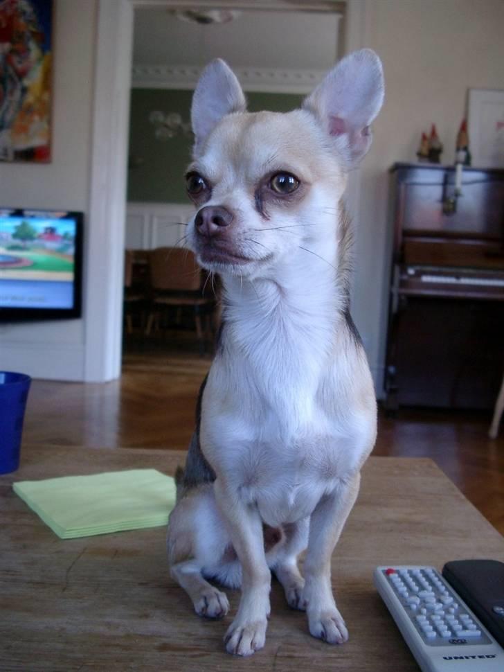 Chihuahua Bailey - Bailey elsker at sidde på sofabordet billede 6